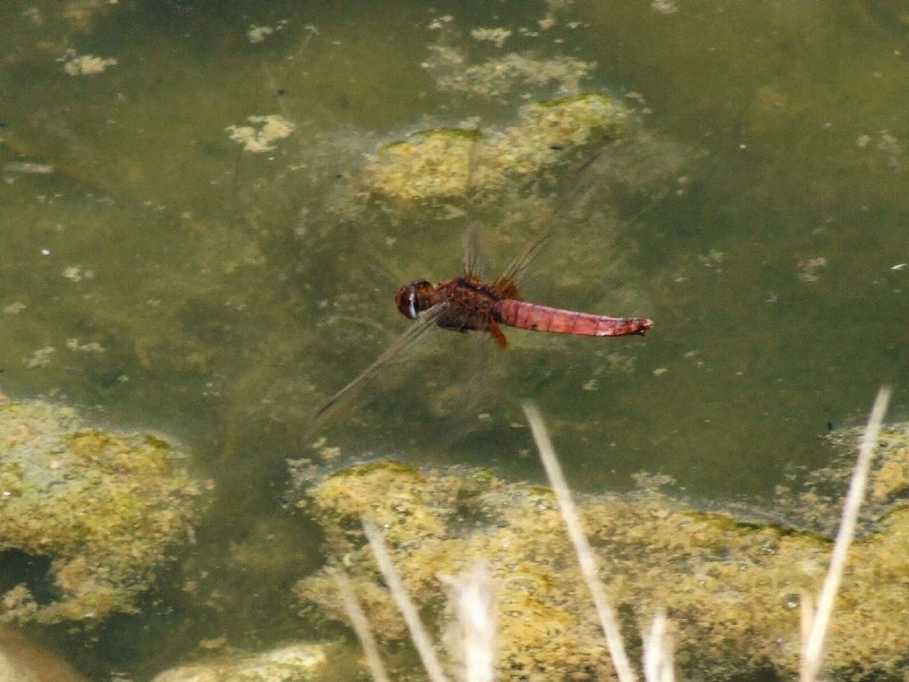 Parliamo di: Scheda Crocothemis erythraea